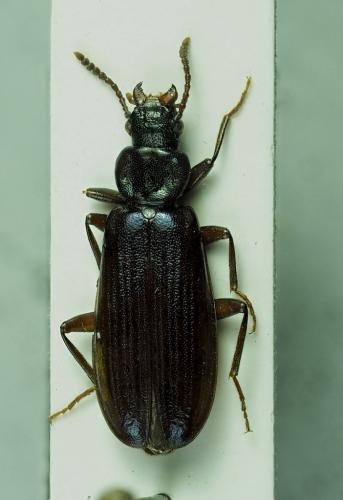 Pytho depressus