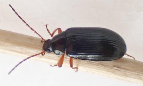 Réf. 281 397 : Gonodera luperus