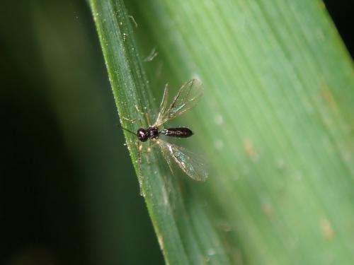 Réf. 281 279 : Alysiinae inconnu