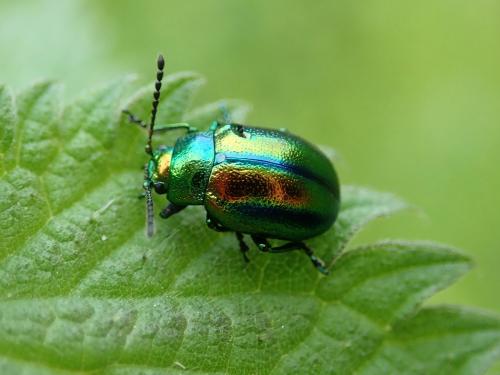 Réf. 281 751 : Chrysolina fastuosa