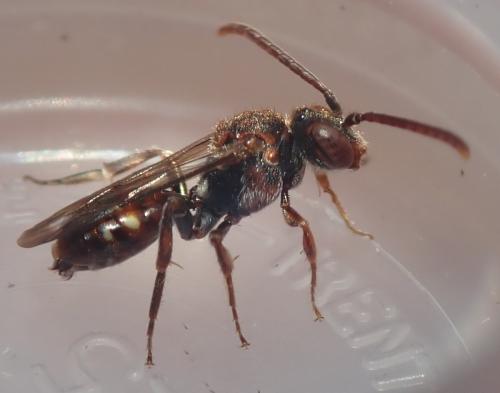 Réf. 281 452 : Nomada sp.