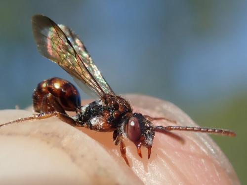 Nomada sp.