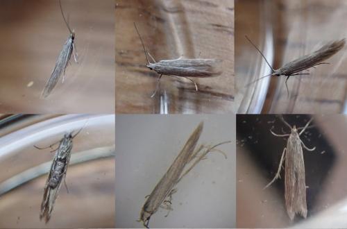 Coleophora lassella