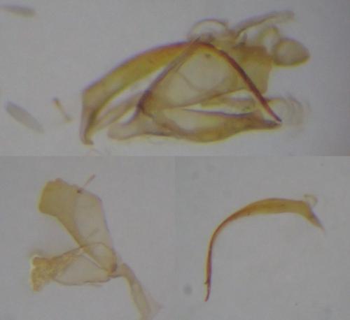 Réf. 281 340 : Coleophora lassella