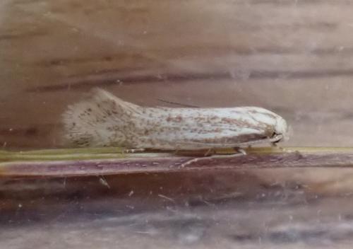Elachista rufocinerea