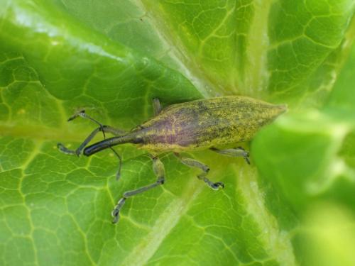 Réf. 281 876 : Lixus iridis