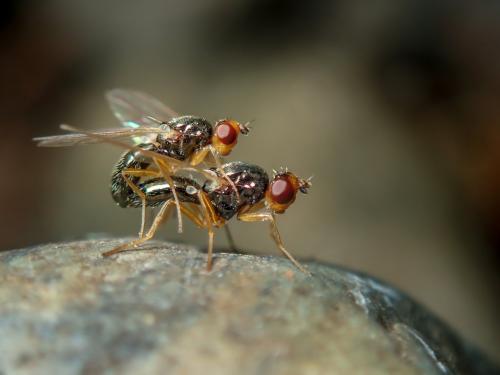 Chamaepsila sp.