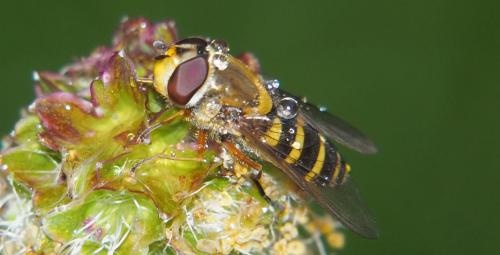 Syrphus ribesii