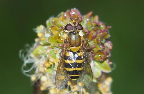 Réf. 281 806 : Syrphus ribesii