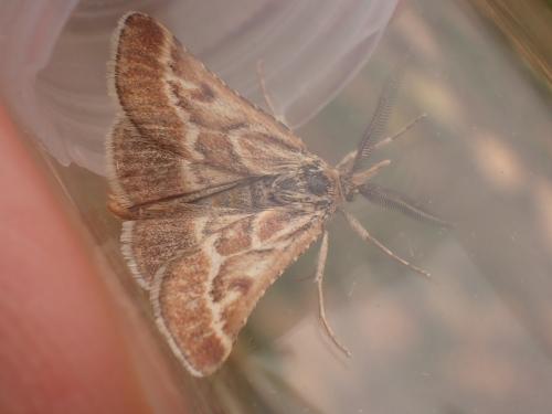 Synaphe bombycalis