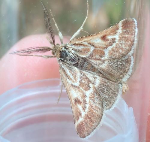 Synaphe bombycalis