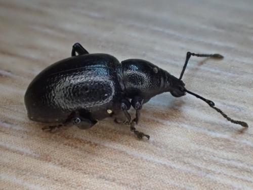Réf. 281 726 : Otiorhynchus morio