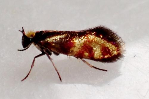 Micropterix tunbergella