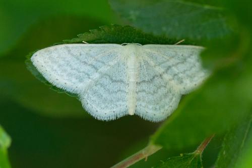 Idaea subsericeata