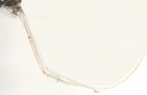 Culex sp.