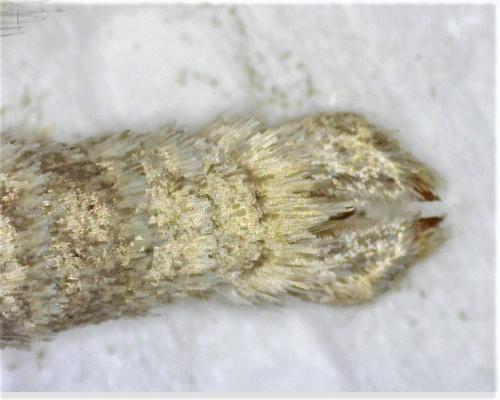 Réf. 281 358 : Aplocera efformata
