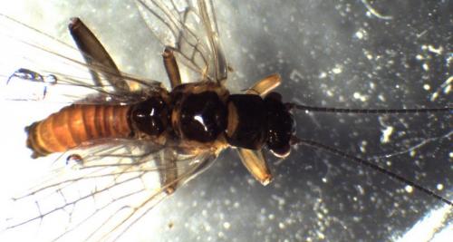 Réf. 281 512 : Amphinemura triangularis