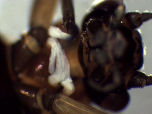 Réf. 281 513 : Amphinemura triangularis