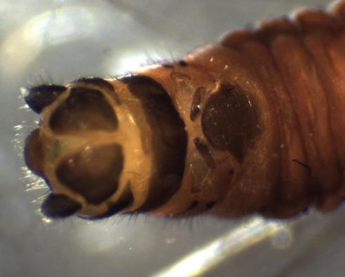 Amphinemura triangularis