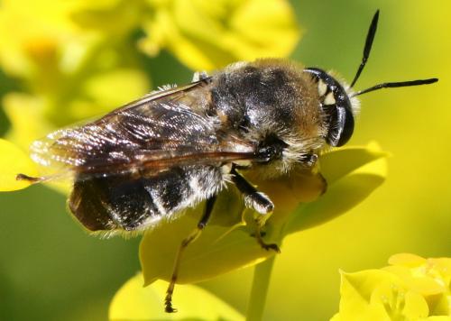 Stratiomys longicornis