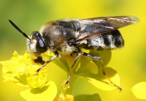 Stratiomys longicornis