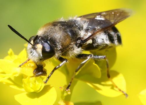 Stratiomys longicornis