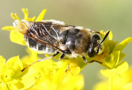 Stratiomys longicornis