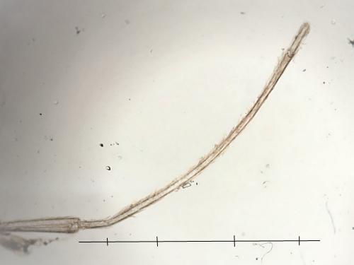 Culex sp.