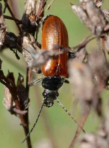 Réf. 281 482 : Omophlus sp.