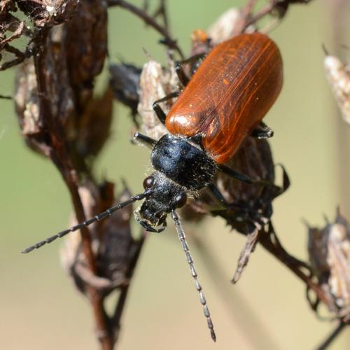 Omophlus sp.