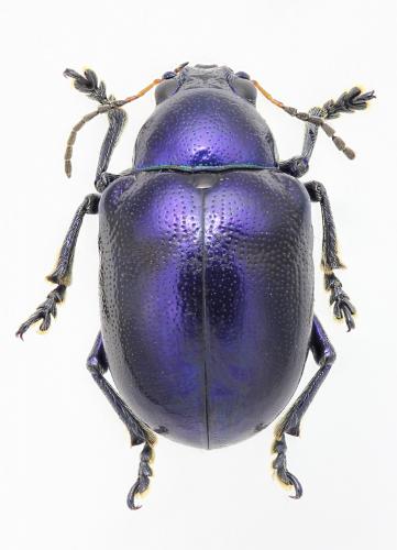 Réf. 281 875 : Chrysochus pulcher
