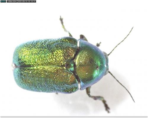 Cryptocephalus sp.