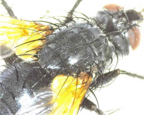 Zophomyia temula