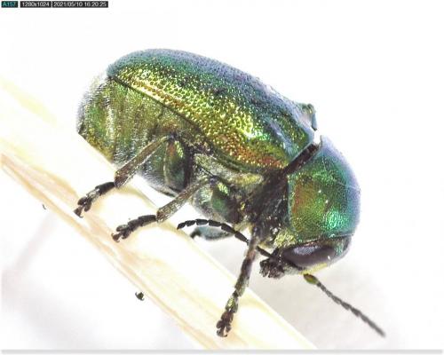 Cryptocephalus sp.