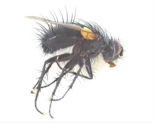 Zophomyia temula