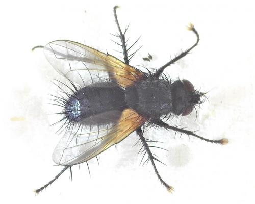 Zophomyia temula