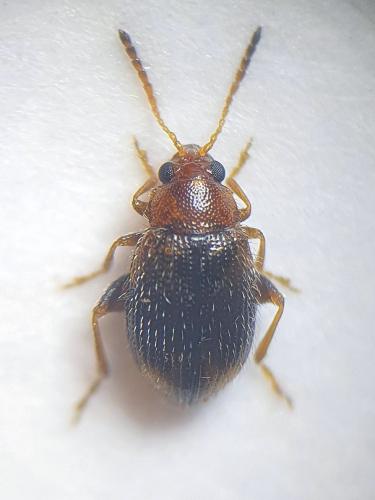 Epitrix hirtipennis