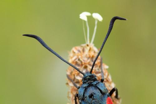 Zygaena filipendulae