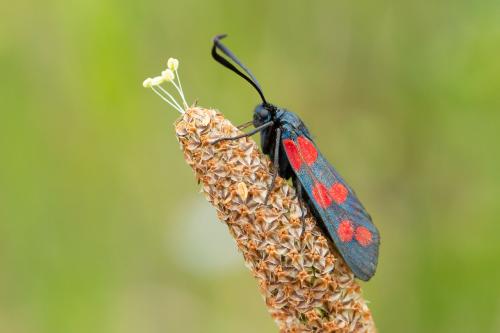 Réf. 281 749 : Zygaena filipendulae