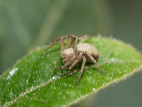 Philodromus sp.
