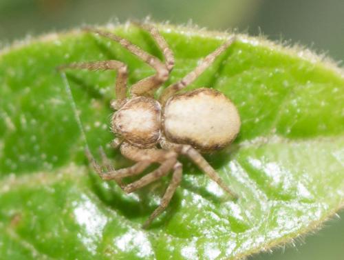 Réf. 281 116 : Philodromus sp.