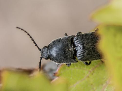 Melanotus sp.
