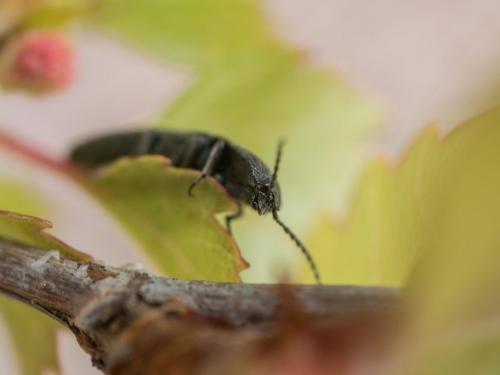 Melanotus sp.