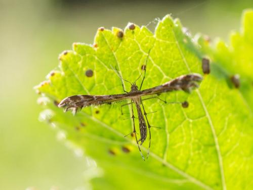 Oxyptilus sp.