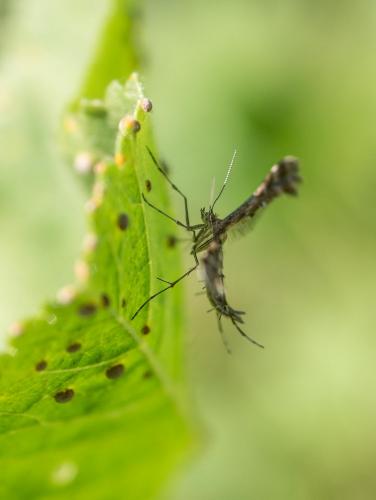 Oxyptilus sp.