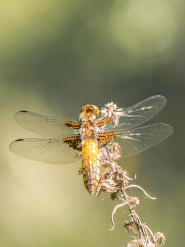 Réf. 281 297 : Libellula depressa
