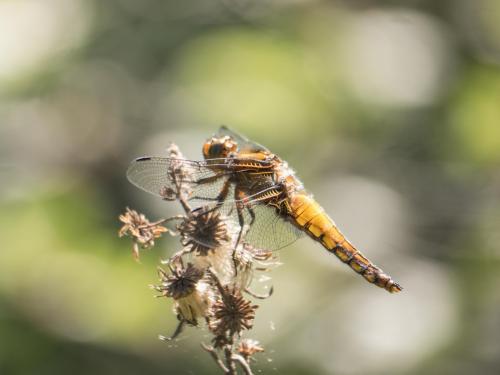 Réf. 281 298 : Libellula depressa