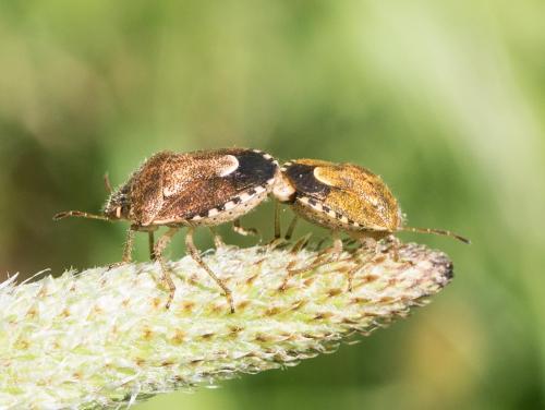 Staria lunata