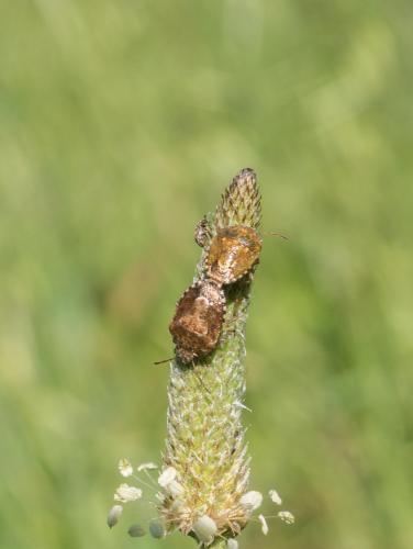Staria lunata