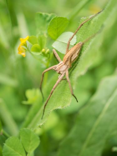 Pisaura mirabilis